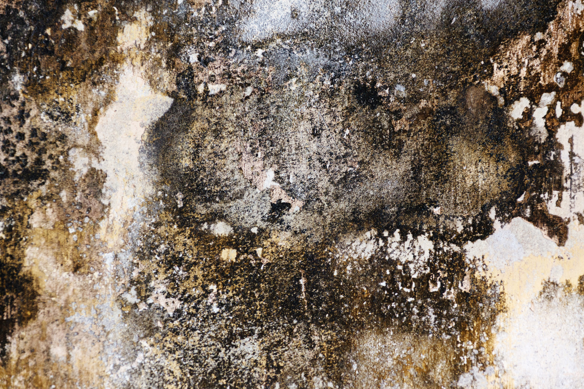 Mold on a wall.