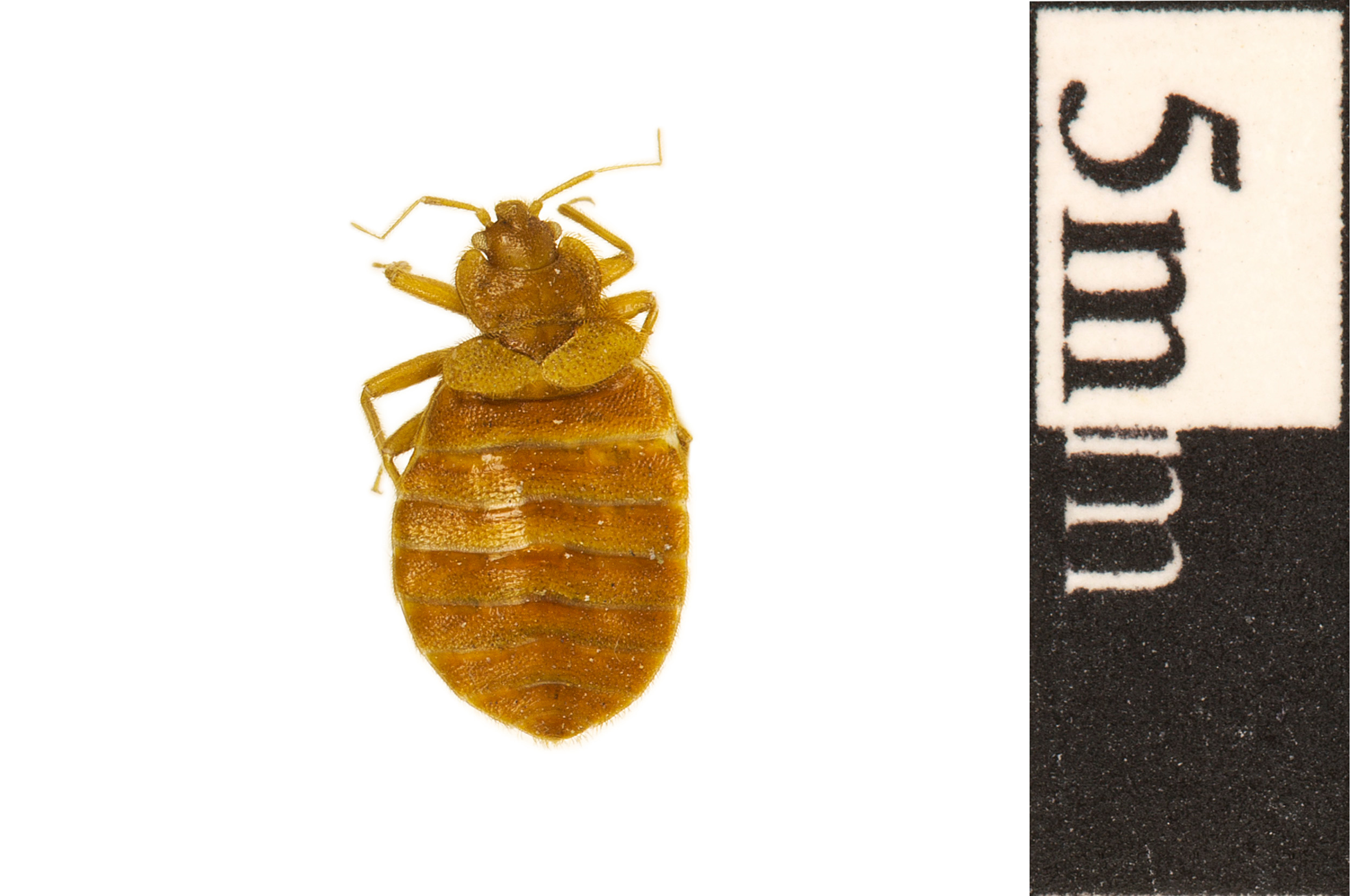 bed bug size photo